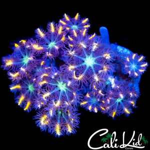 ULTRA RAINBOW CLOVES
