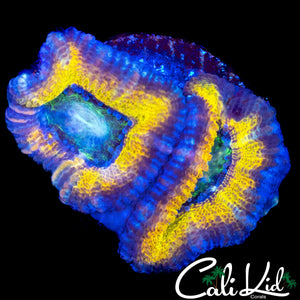 ULTRA RAINBOW ACAN DOUBLE