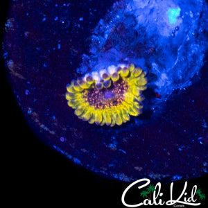 NORTHERN LIGHTS ZOA