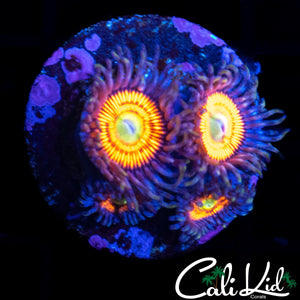 BLINDING ULTRA ZOA QUAD