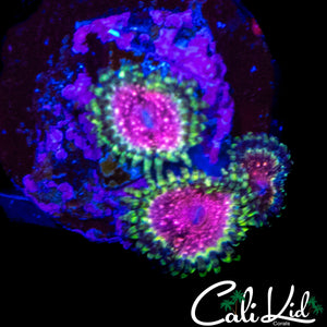 STRAWBERRY WINE ZOA TRIPLE