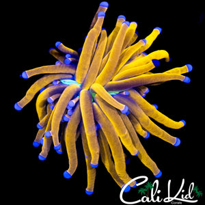 AQUACULTURED INDO 24K TORCH