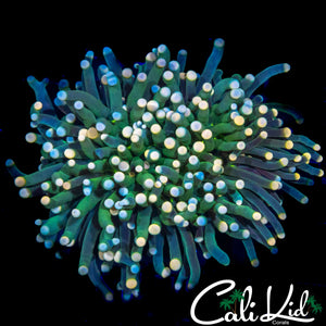 AQUACULTURED BI COLOR TIP TORCH