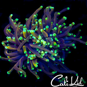 LARGE INDO GOLD TORCH