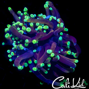 AQUACULTURED FAT TENTACLE MYSTERY TORCH