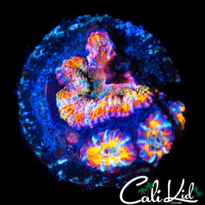 ULTIMATE RAINBOW ACAN QUAD