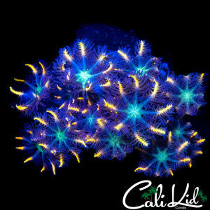 ULTRA RAINBOW CLOVES