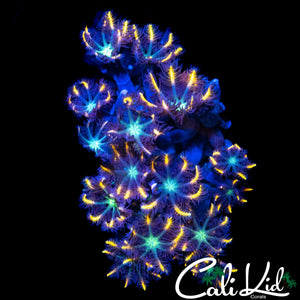 ULTRA RAINBOW CLOVES