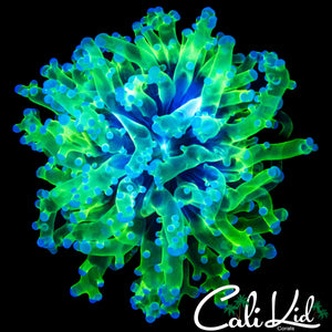 PURPLE / GREEN BRANCHING FROGSPAWN