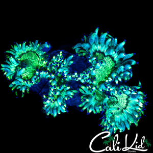 BLUE TIP ULTRA ELEGANCE