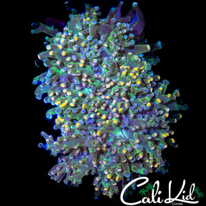 LARGE AQUACULTURED BI COLOR BRANCHING FROGSPAWN