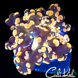 AQUACULTURED GOLDEN BRANCHING FROGSPAWN
