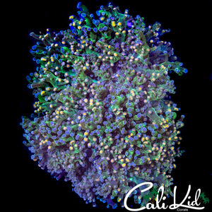 XL AQUACULTURED BI COLOR BRANCHING FROGSPAWN