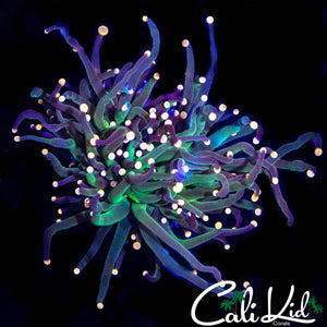 BI COLOR TENTACLE TORCH
