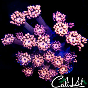 PEACH FUSION GONI