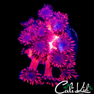 FIREWORKS GONI