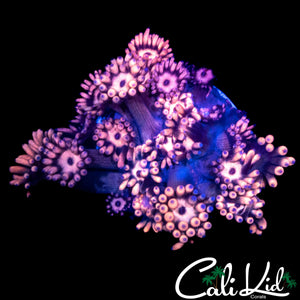 PEACH FUSION GONI