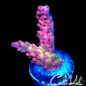 CK WATERMELON SUGA ACRO