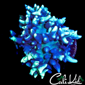 FROSTED BUBBLE MUSHROOM