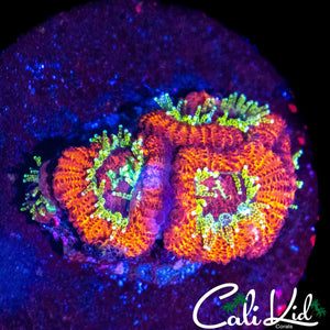 SPECKLED MICROMUSSA FRAG