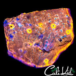 GOLDEN NUGGET CHALICE