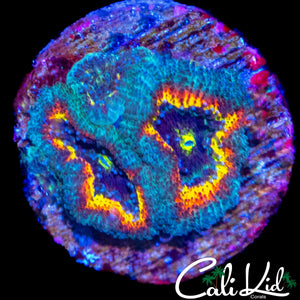CK FRUITLOOPS MICROMUSSA