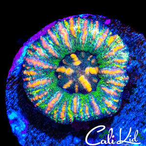 ULTRA RAINBOW BUTTON SCOLY
