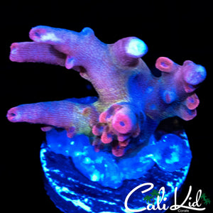 CK EUPHORIA ACRO