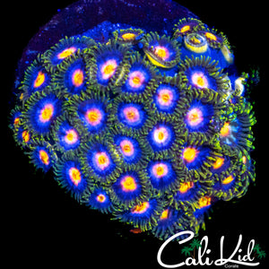 ASSORTED ZOA COLONY