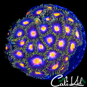 ASSORTED ZOA COLONY