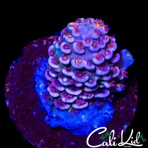 BEAUTIFUL PINK POLYP RAINBOW TENIUS