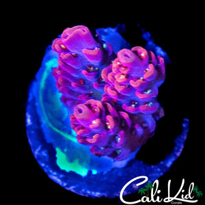 BLINDING MELON ACRO