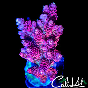 RAINBOW MILLI COLONY