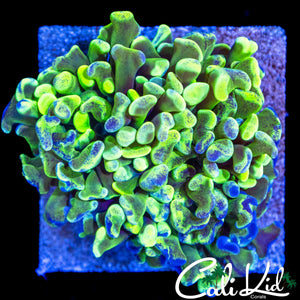 AQUACULTURED SPLATTER HAMMER