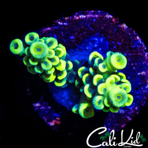 BUMBLE BEE ACRO