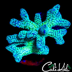 ULTRA BIRDSNEST CHUNK