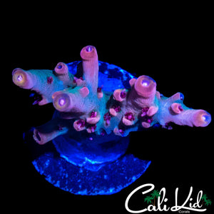 CK EUPHORIA ACRO