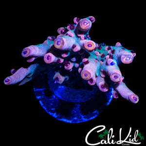 CK EUPHORIA ACRO