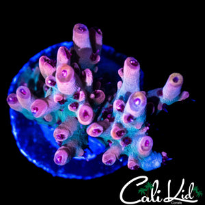 CK EUPHORIA ACRO