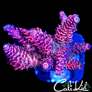 RAINBOW MILLI CHUNK
