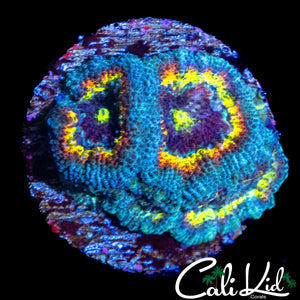 CK FRUIT LOOPS MICRO