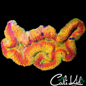 FLAMIN RIANBOW SYMPHYLLIA