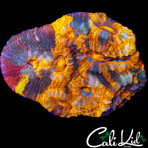 ONE OF A KIND RAINBOW CHALICE (W/ YELLOW)