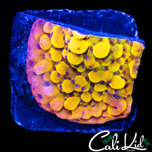 CK BUBONIC MONTI