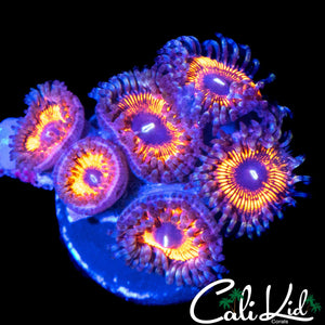 ULTRA ZOA MINI COLONY