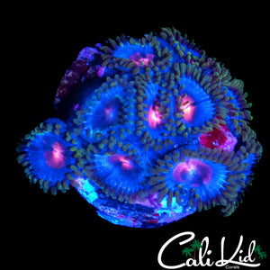 MIAMI VICE ZOA MINI COLONY