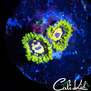 MYSTERY ZOA DOUBLE