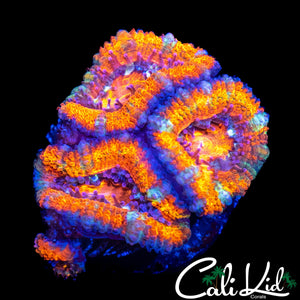 ULTRA RAINBOW ACAN QUAD