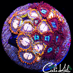 ASSORTED ZOA MINI COLONY