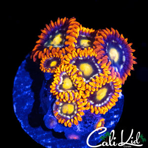 ULTRA ZOA MINI COLONY